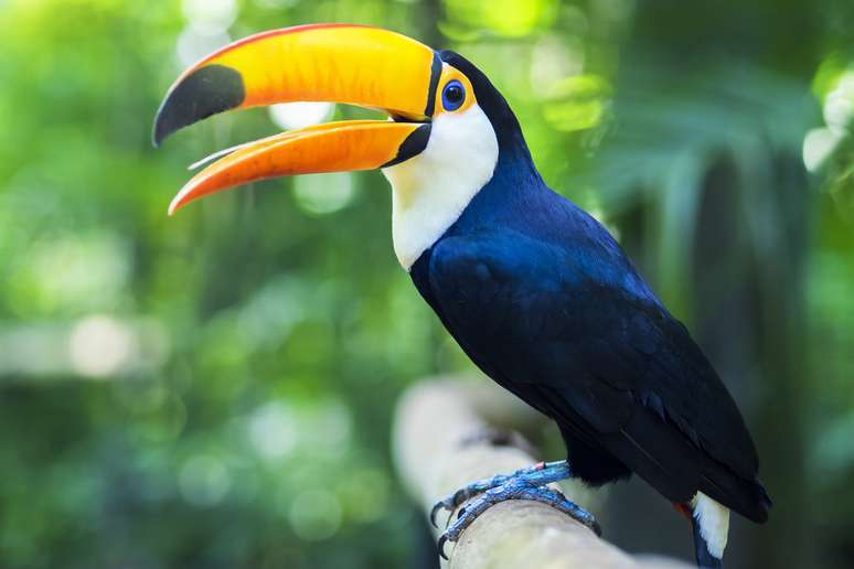 Os pequenos certamente ficarão encantados com um passeio pelo Parque das Aves, onde é possível ver de perto desde tucanos até araras e flamingos