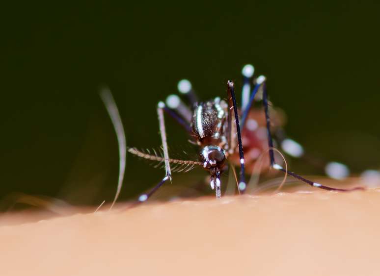 Aedes aegypti também transmite dengue e chikungunya.