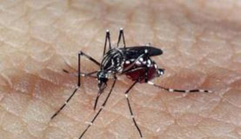 Especialistas de vários países estudam roteiro para controle do Mosquito Aedes aegypti