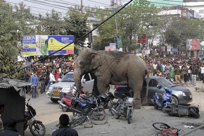 A Índia abriga uma população de mais de 27 mil elefantes selvagens espalhados em 30 reservas que ocupam 65 mil quilômetros quadrados