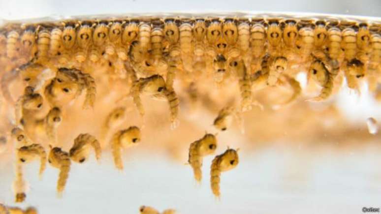Larvas do mosquito transgênico: dispositivo faz inseto morrer antes que possa transmitir doenças 