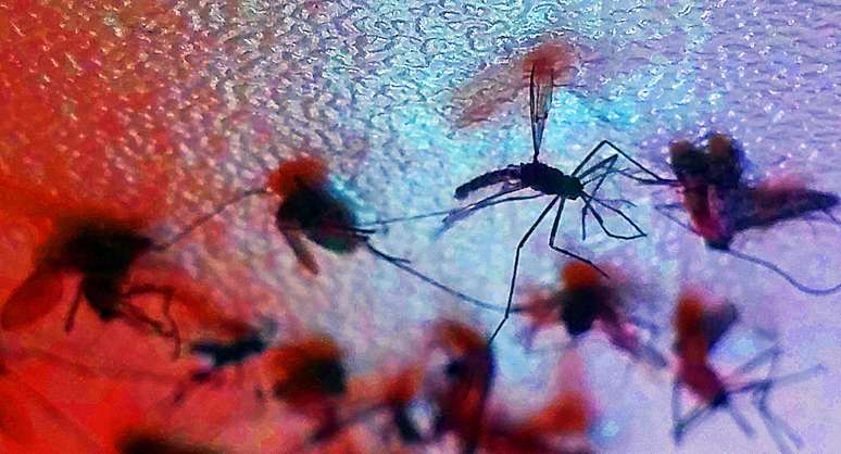 Aedes aegypti é vetor para diversas doenças.
