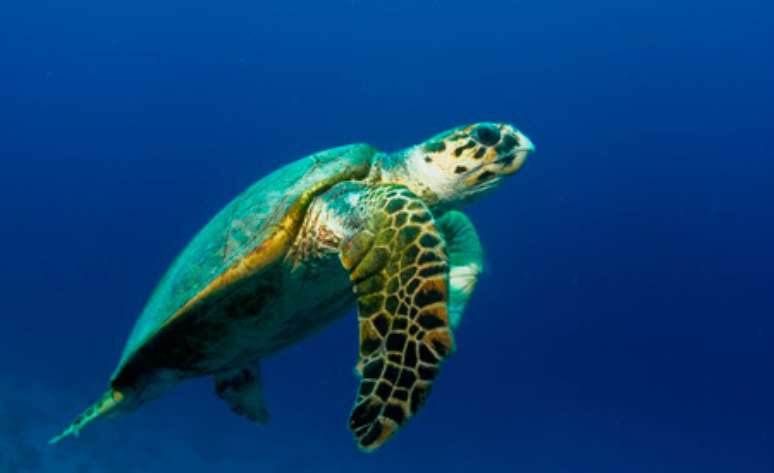 A tartaruga-de-pente (Eretmochelys imbricata) se encontra criticamente ameaçada de extinção segundo a IUCN