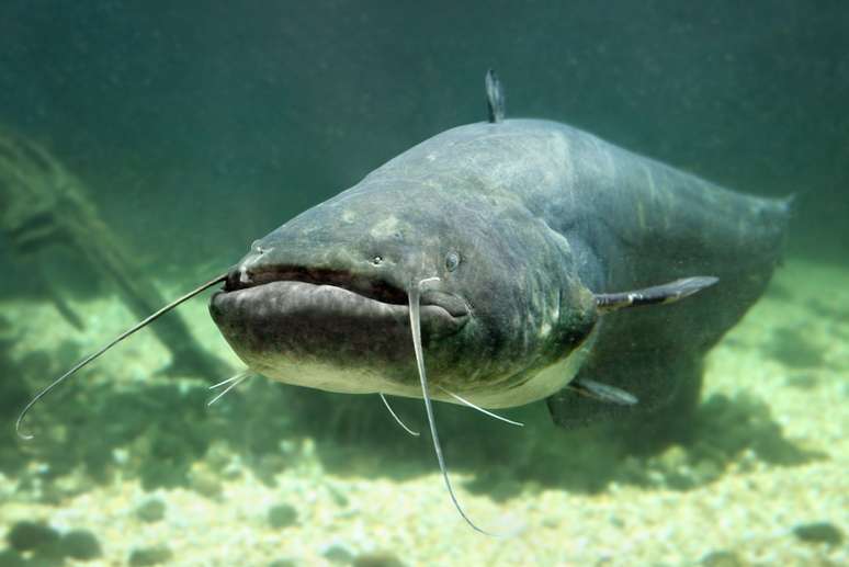 Segundo biólogos, o peixe não representa risco aos banhistas.