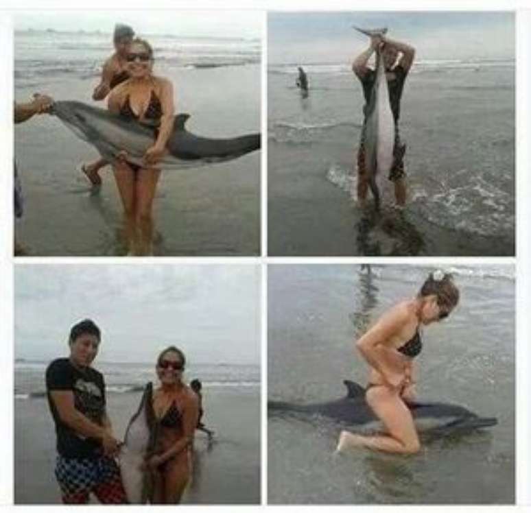  Excesso de selfies mata filhote de golfinho