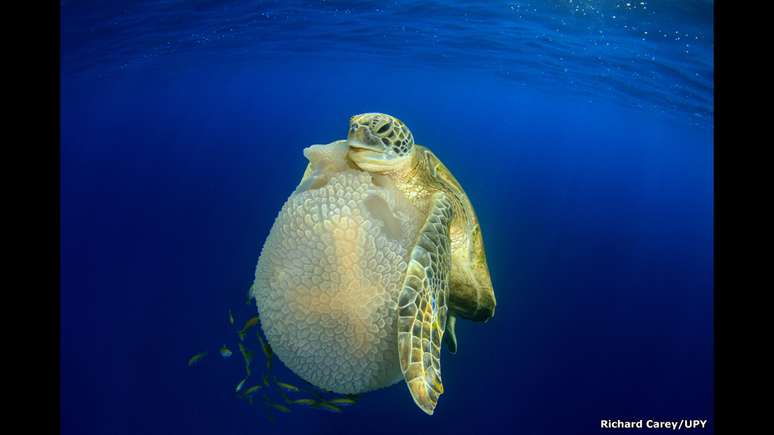 Um mergulho matinal nas ilhas Similan deu a Richard Carey a oportunidade de tirar esta foto de uma tartaruga comendo uma água-viva. A imagem venceu na categoria Comportamento Internacional.