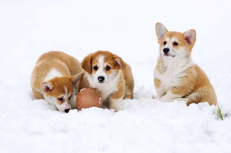 Filhotes de Corgi