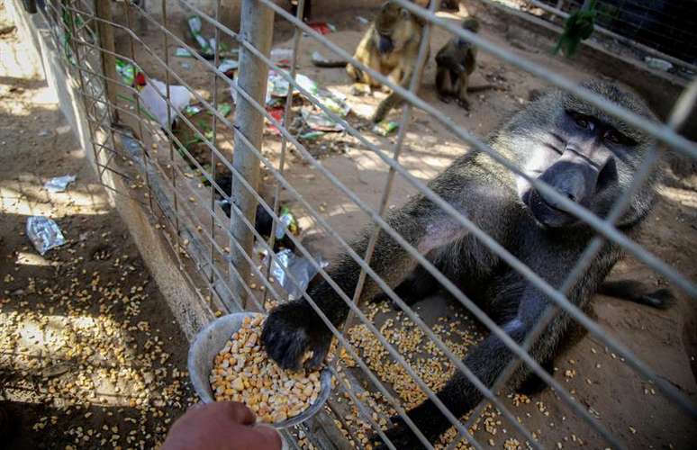 Animais de zoo de Gaza recebem doações