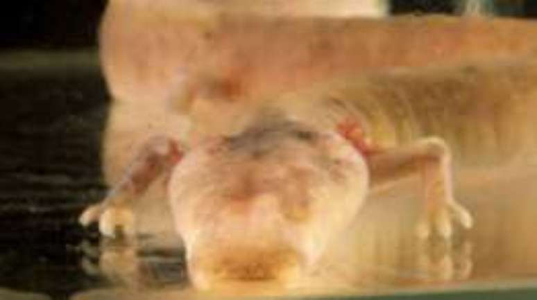 O proteus n&atilde;o enxerga e tem guelras salientes