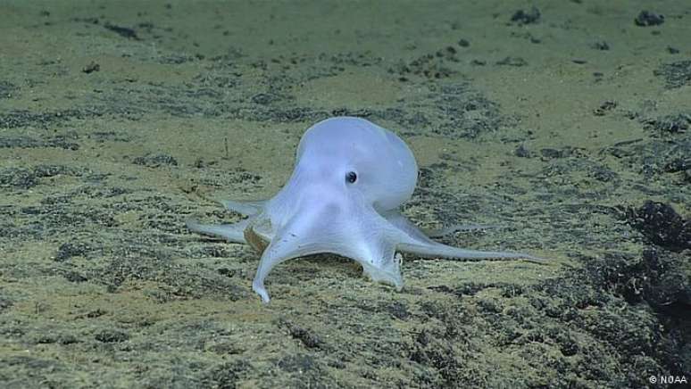 Polvo fantasma foi localizado a uma profundidade de mais de 4.290 metros no fundo do Oceano Pacífico perto do Havaí.