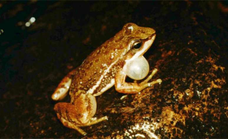 Nativa da Serra do Japi, em Jundiaí (SP), a 800 metros do nível do mar, rãzinha-da-correnteza canta e dança para acasalar e advertir rivais