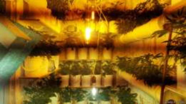 O governo permite o cultivo de apenas 99 plantas