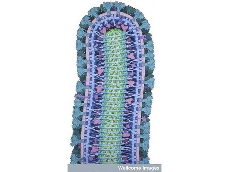 Representa&ccedil;&atilde;o do v&iacute;rus ebola