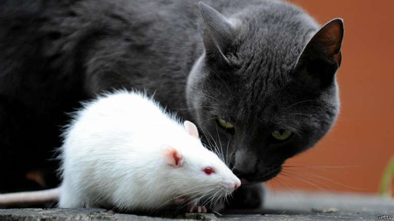 Em ratos, a toxoplasmose pode determinar comportamento corajoso