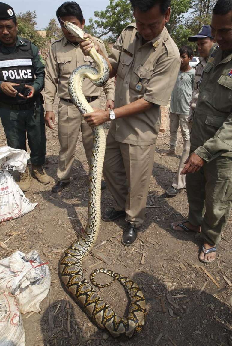 A carne das serpentes p&iacute;ton tamb&eacute;m &eacute; muito valiosa no Camboja