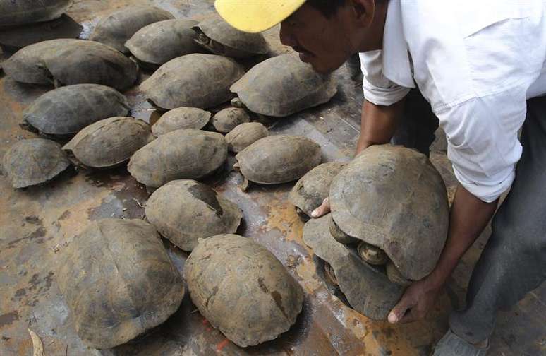 A tartaruga alongada &eacute; uma esp&eacute;cie que se encontra em perigo de extin&ccedil;&atilde;o