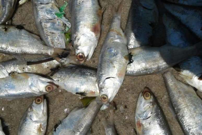 Pesquisa indica que pescados tiveram alta de 7,66%