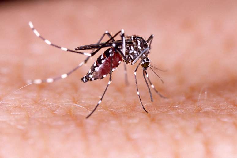 Mosquitos Aedes aegypti, vetor da zika