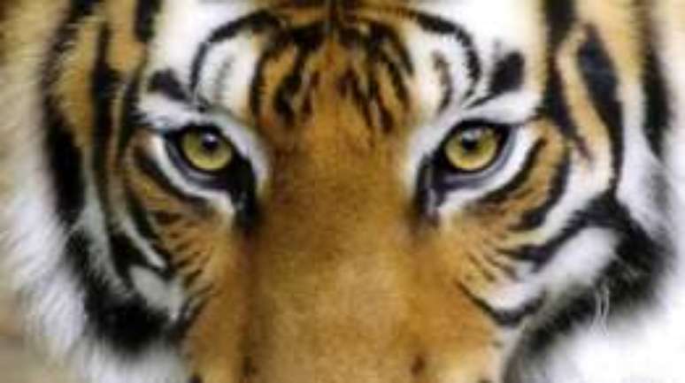 Encontro na Índia quer garantias de que população de tigres duplicará até 2022