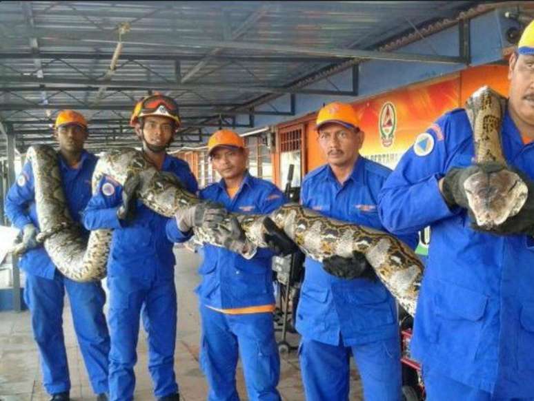 Python encontrada na Malásia deve ser a maior cobra já encontrada no mundo