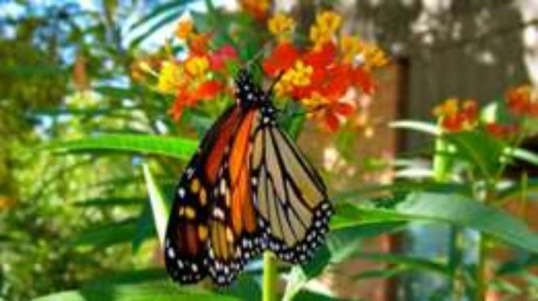 As borboletas monarcas são os únicos insetos a fazer uma migração tão longa