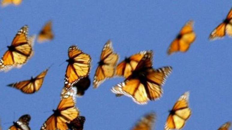 O Sol é a principal referência das borboletas durante a migração do Canadá ao México