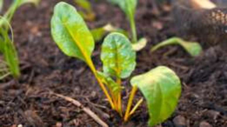 Fertilizantes potencializam o desenvolvimento das plantas