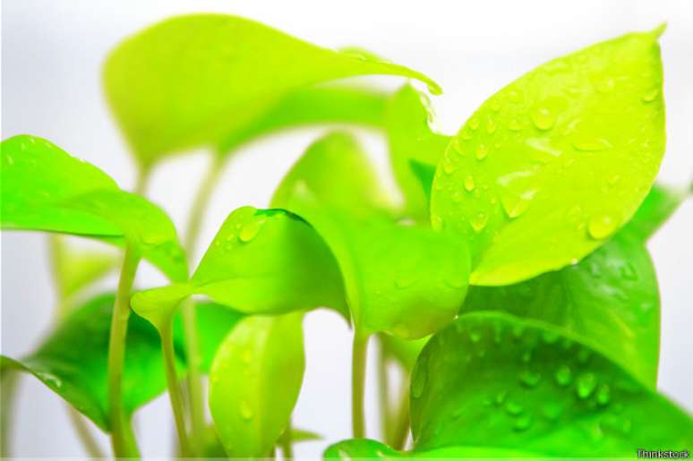 Diferentes plantas exigem diferentes quantidades de &aacute;gua e tipos de rega