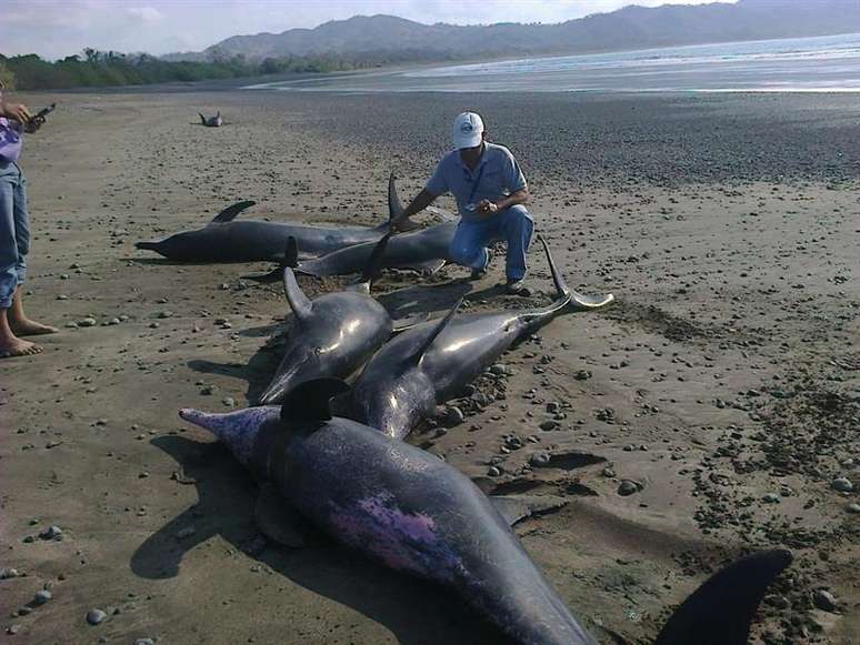 Cerca de 50 golfinhos encalharam em praia do pacífico panamenho