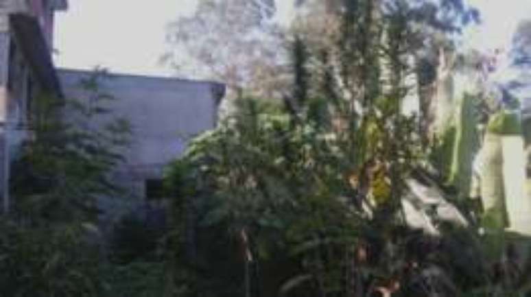 Maconha &eacute; plantada pr&oacute;xima a bananeiras e outras &aacute;rvores para chamar menos aten&ccedil;&atilde;o em S&atilde;o Paulo