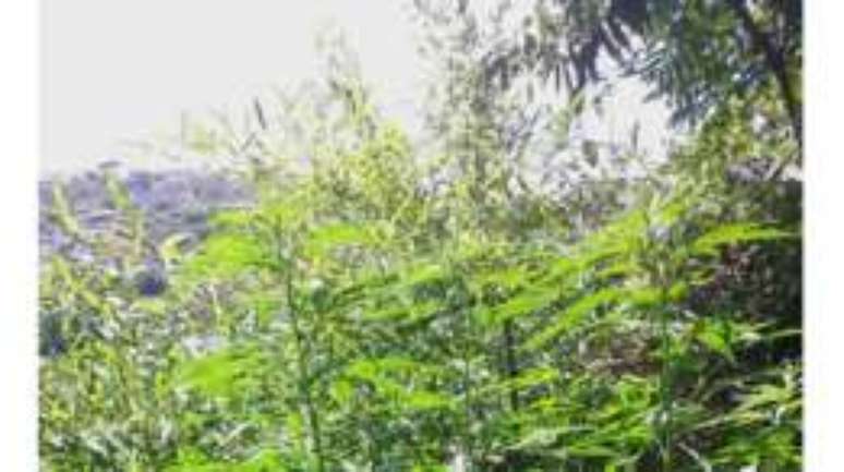 Jovem planta p&eacute; de maconha plantado em terreno na Grande S&atilde;o Paulo para evitar a pol&iacute;cia