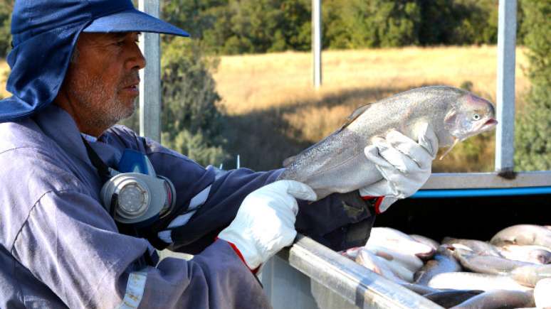 Diversos textos em redes sociais 'denunciam' os males de salm&otilde;es criados em cativeiro