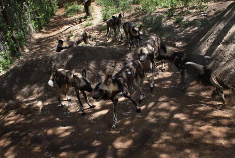 Pelo dos cães selvagens do Zimbábue faz uma camuflagem natural na luz solar.