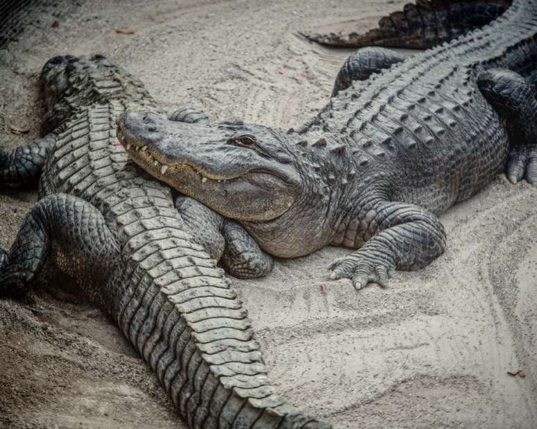 Os cientistas sedaram os animais e colheram o esperma de vários crocodilos de estuário australianos e os incubaram em condições similares aos de um sistema reprodutor feminino