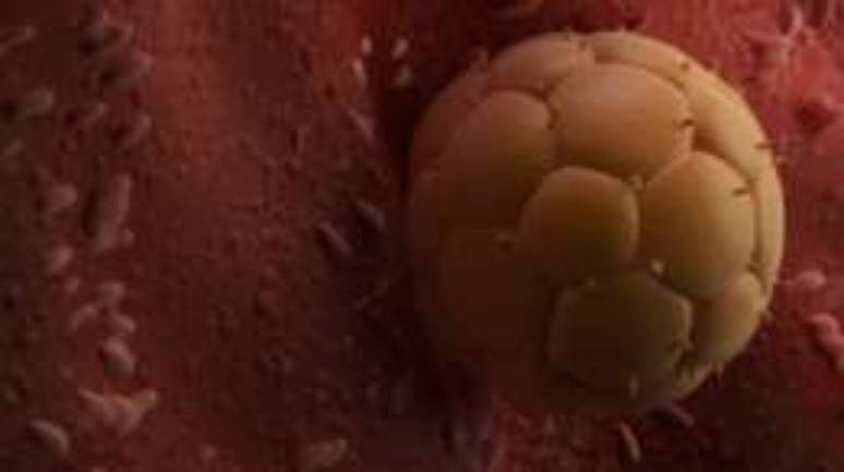 Alguns cientistas defendem que limite legal para cultivo de embriões deve ser revisto
