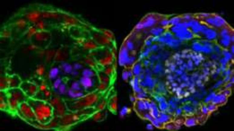 Á esquerda em roxo e à direita em lilás, o epiblasto se desenvolve no embrião