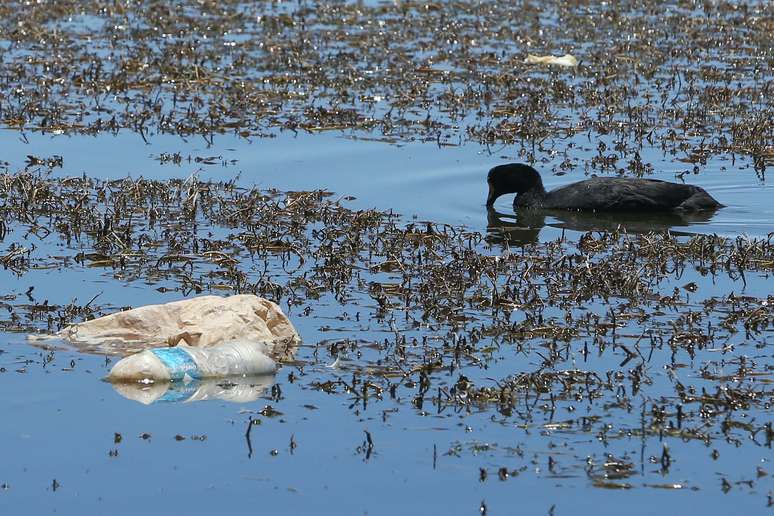 Fotografia do 16 de novembro de 2015, no lago Chungar&aacute;, a 4.500 metros de altitude, na regi&atilde;o de Arica, cidade distante a 2.000 km. ao norte de Santiago. Flamengos e tagu&aacute;s gigantes posam sobre vasilhas pl&aacute;sticos e lutam por sobreviver &agrave;s agrestes paisagens do planalto andino.