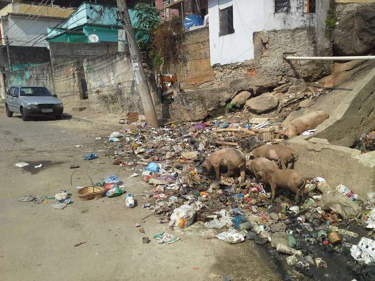 Porcos, lixo e sucata invadem calçada em rua do Engenhão