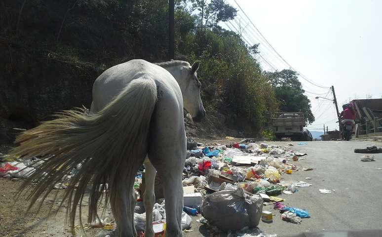 Até um cavalo pode ser visto revirando o lixo acumulado pelo bairro do Engenhão