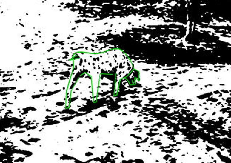 Aqui est&aacute; o d&aacute;lmata. Se voc&ecirc; n&atilde;o tinha visto, agora n&atilde;o vai mais deixar de ver (se quiser testar, volte &agrave; imagem inicial)