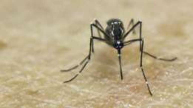 Os cientistas conseguiram infectar o mosquito com o vírus clonado