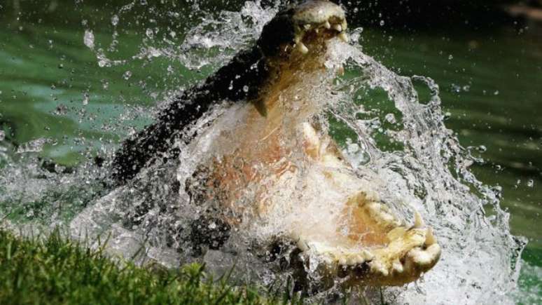 Crocodilo de água salgada é um dos mais perigosos na Austrália 