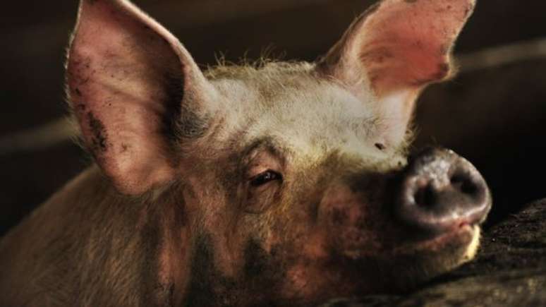 A resistência a colistina foi descoberta em porcos na China, onde são intensivamente tratados com antibióticos 
