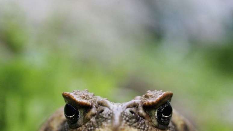 O crocodilo-do-nilo chega a ter seis metros de comprimento, maior que o jacaré nativo da Flórida