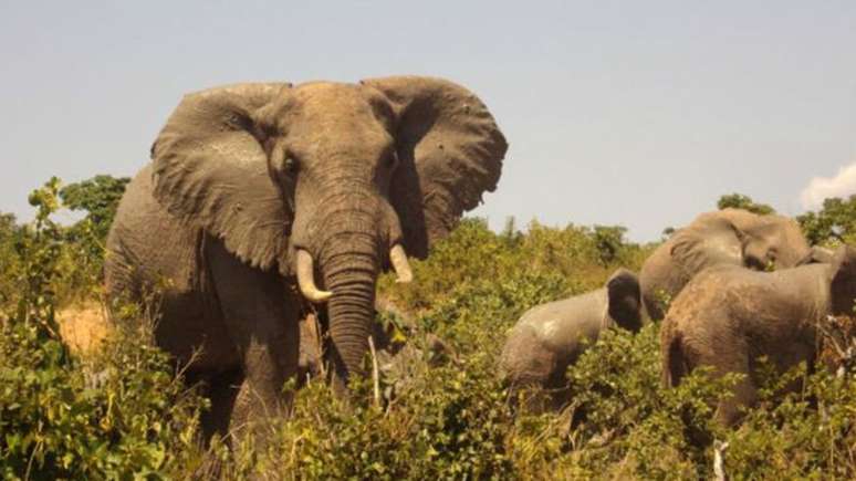 Produtores do Quênia usam fezes de elefante para fazer papel