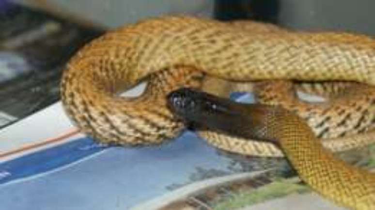 Taipa é a cobra mais venenosa do mundo, mas não a mais letal