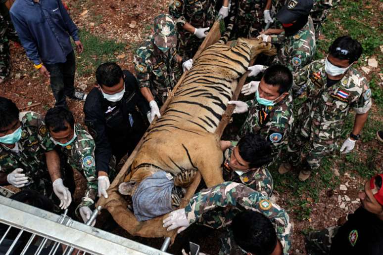 Tigre sedado é retirado do templo por veterinários