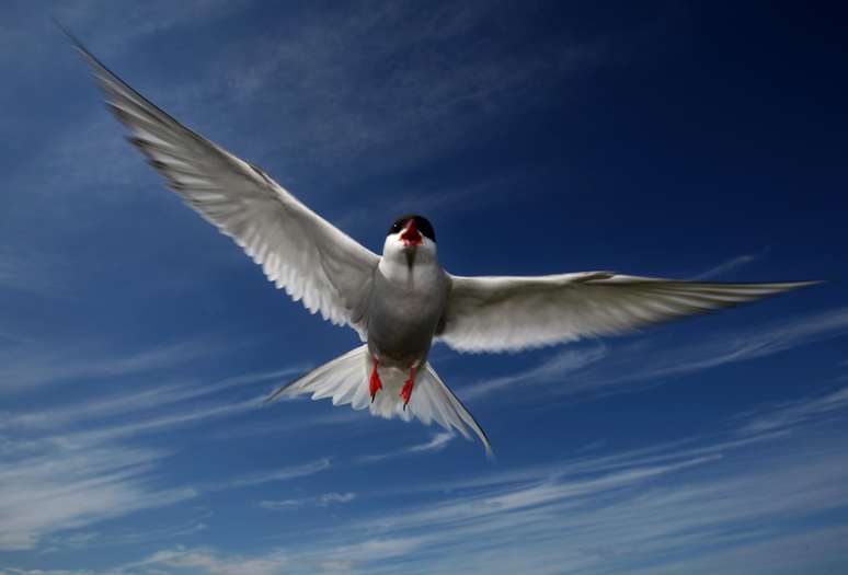 A andorinha do ártico consegue voar até 2,8 milhões de quilômetros durante sua vida