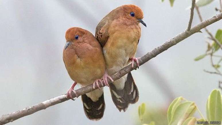 Pesquisadores já identificaram 12 rolinhas-do-planalto 