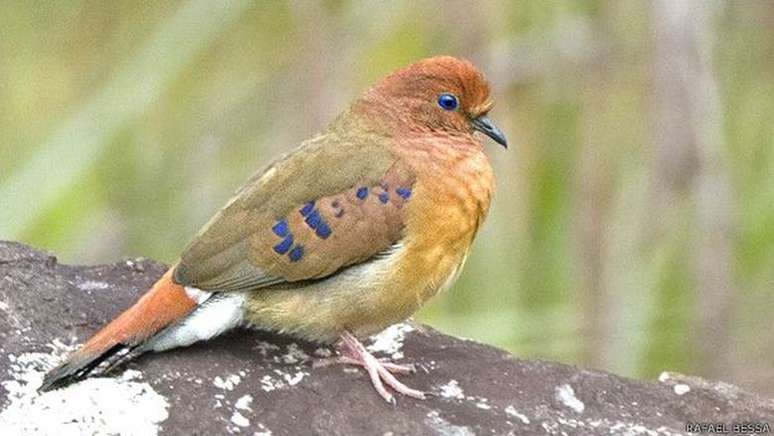 Ave tem plumas castanhas com manchas azuis nas asas e olhos também azulados 